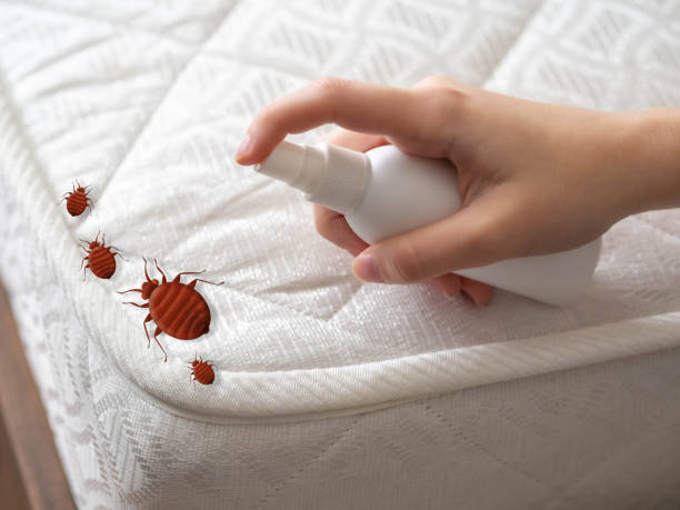 Best Local Pest Control Services  in Salem, SD